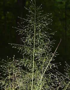 芙蓉風水|如何按照風水來擺設紅花玉芙蓉？（特徵、方位、共同擺設的植物）